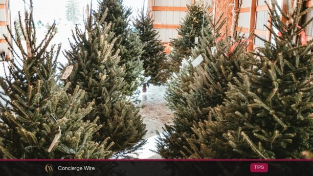 Real vs Artificial Christmas Tree 2026: Cost, Environment and Safety