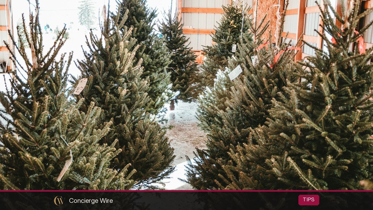 Real vs Artificial Christmas Tree 2026: Cost, Environment and Safety